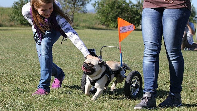 (Bild: Verein "Behinderter Hund - Na und?")