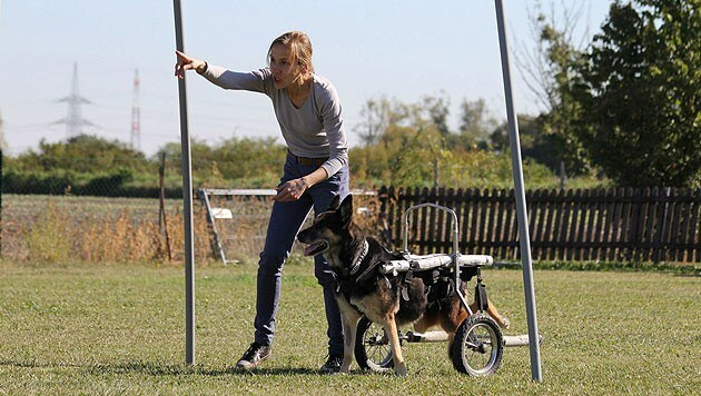 (Bild: Verein "Behinderter Hund - Na und?")