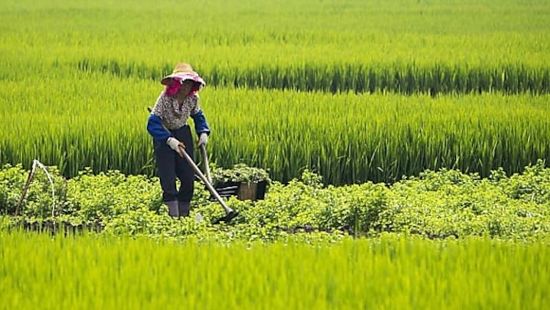 Die hohen Temperaturen könnten die Ernteerträge in China reduzieren. (Bild: EPA)