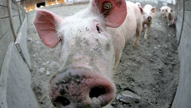 Mehr als 90 Prozent des Schweinefleischs in Österreich fallen bei Tierschutz- und Umweltkriterien durch (Symbolbild). (Bild: APA/DIETMAR STIPLOVSEK)