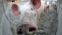 Mehr als 90 Prozent des Schweinefleischs in Österreich fallen bei Tierschutz- und Umweltkriterien durch (Symbolbild). (Bild: APA/DIETMAR STIPLOVSEK)
