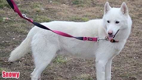 Tierecke vermittelt Hunde suchen ein neues Zuhause krone.at