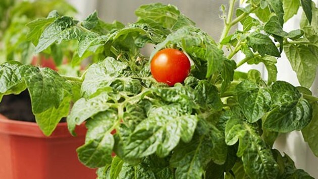 Pflanzen, die sensibel auf Frost reagieren, wie zum Beispiel Tomaten, drinnen untergebracht werden. (Bild: thinkstockphotos.de)