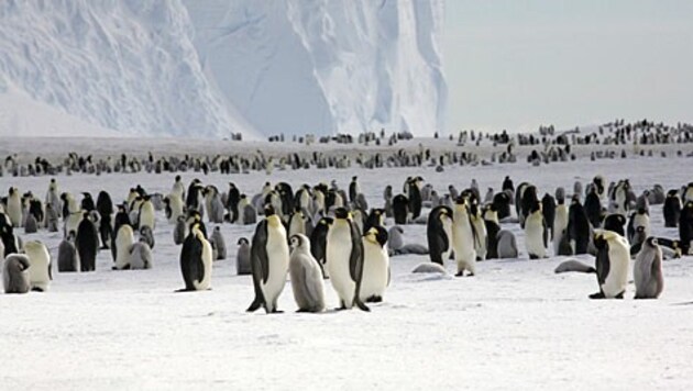 (Bild: British Antarctic Survey)