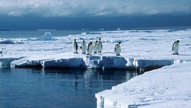 (Bild: British Antarctic Survey)
