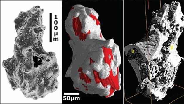 (Bild: South African Journal of Science)