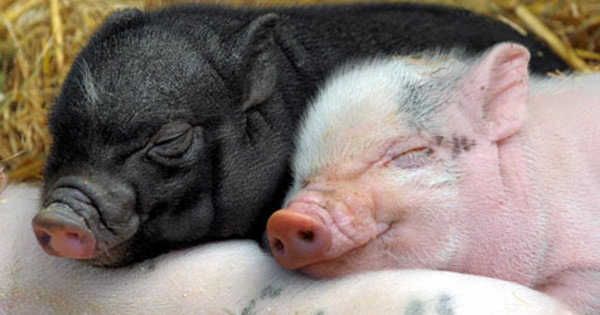 Толкование снов свиньи