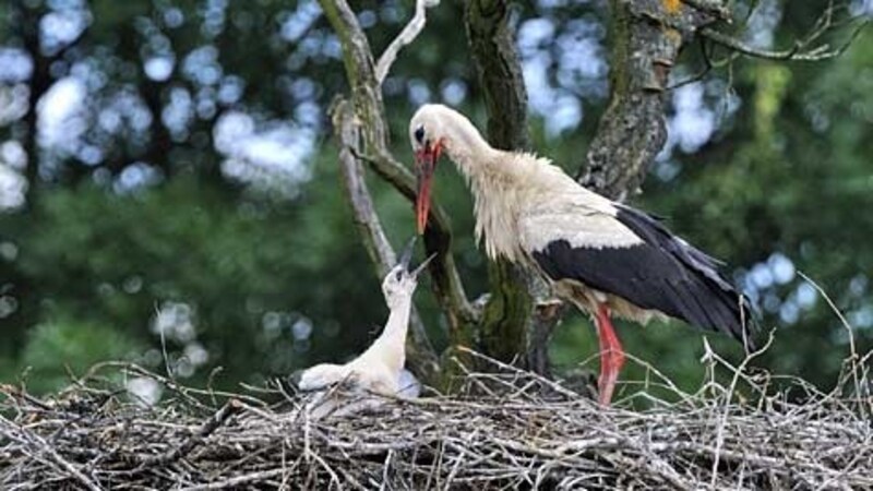 Auch heuer hofft man in Marchegg auf viele Jungstörche (Bild: Alfred Krappel/WWF)